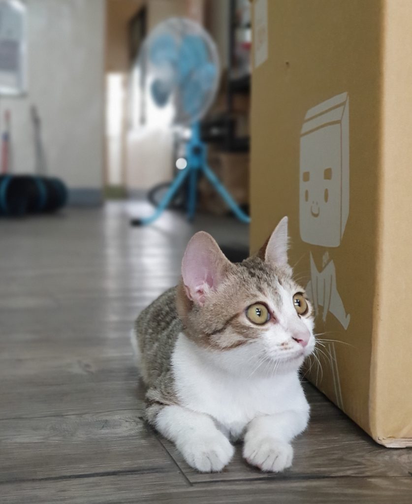小貓咪最喜歡紙箱