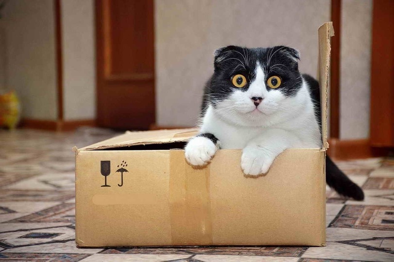 貓咪從紙箱裡蹦出來