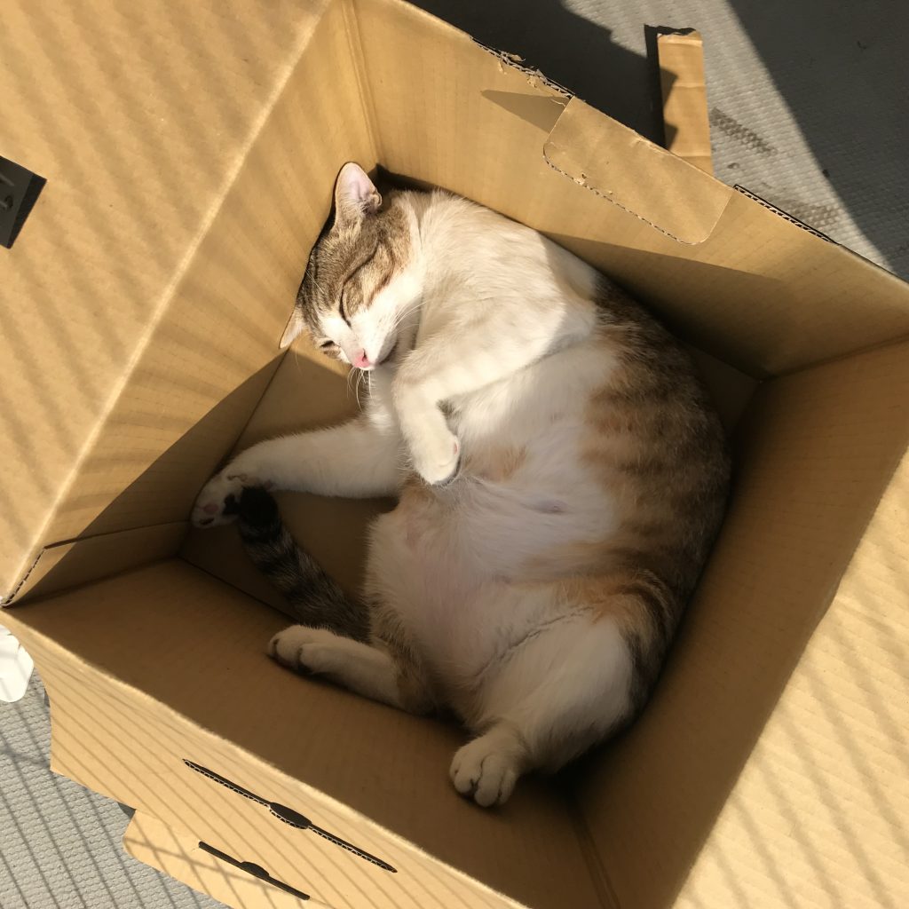 貓咪喜歡待在紙箱裡，紙箱可以帶給貓咪安全感緩解壓力