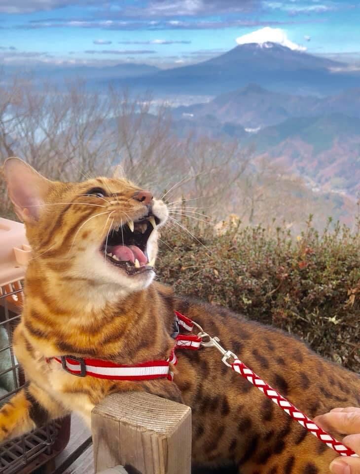 豹貓與富士山