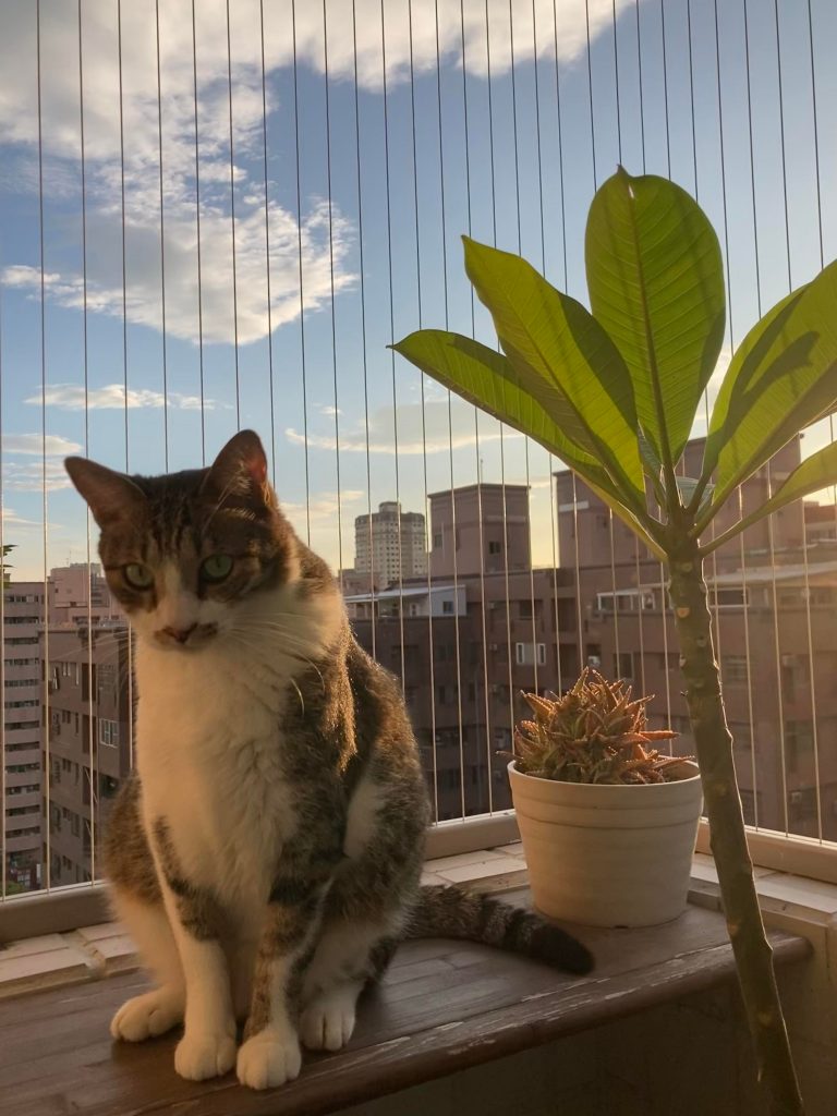 寵物故事|貓咪與隱形鐵窗，地震後的省思