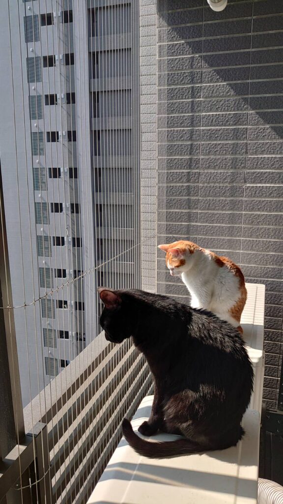 寵物防墜安全|八樓上的貓咪孤苦無依，全世界竟只有一人可以救牠！